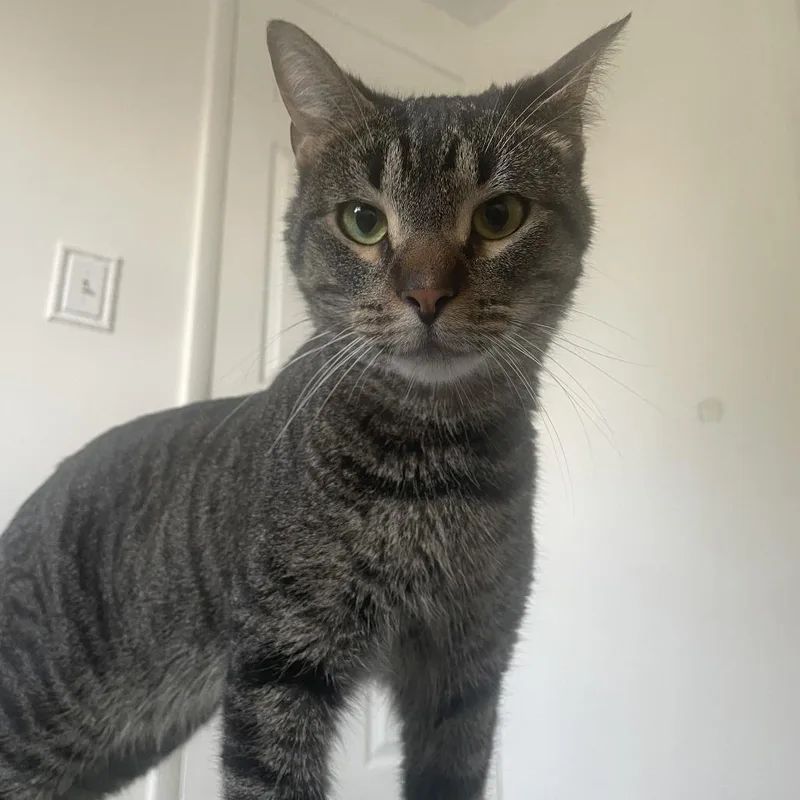 A young medium-sized male Black Domestic Short Hair cat named Bisquick for adoption in Jupiter, FL