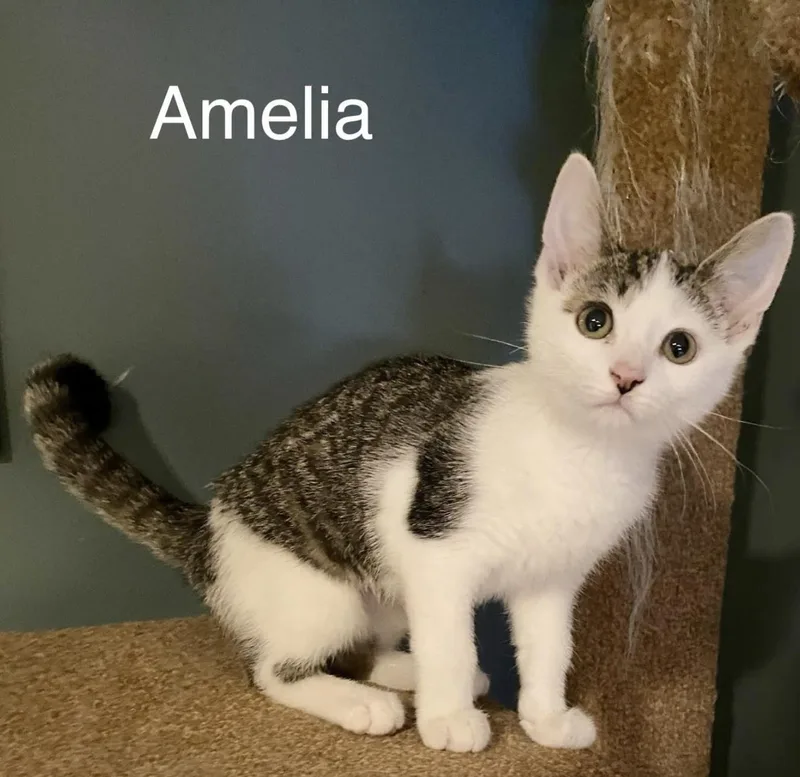 A baby medium-sized female Domestic Short Hair cat named Amelia for adoption in Rochester, NY