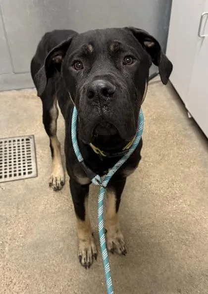 A baby large-sized male Black Mastiff dog named Cashew for adoption in Cleveland, OH