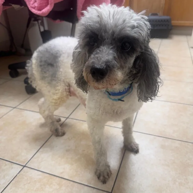 An adult small-sized female White / Cream Miniature Poodle dog named #30 for adoption in Pekin, IL