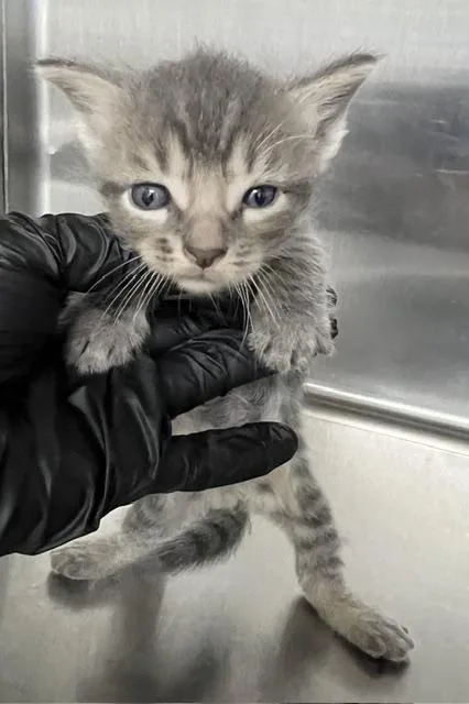 A baby small-sized male Domestic Short Hair cat named Michigan for adoption in Norco, CA