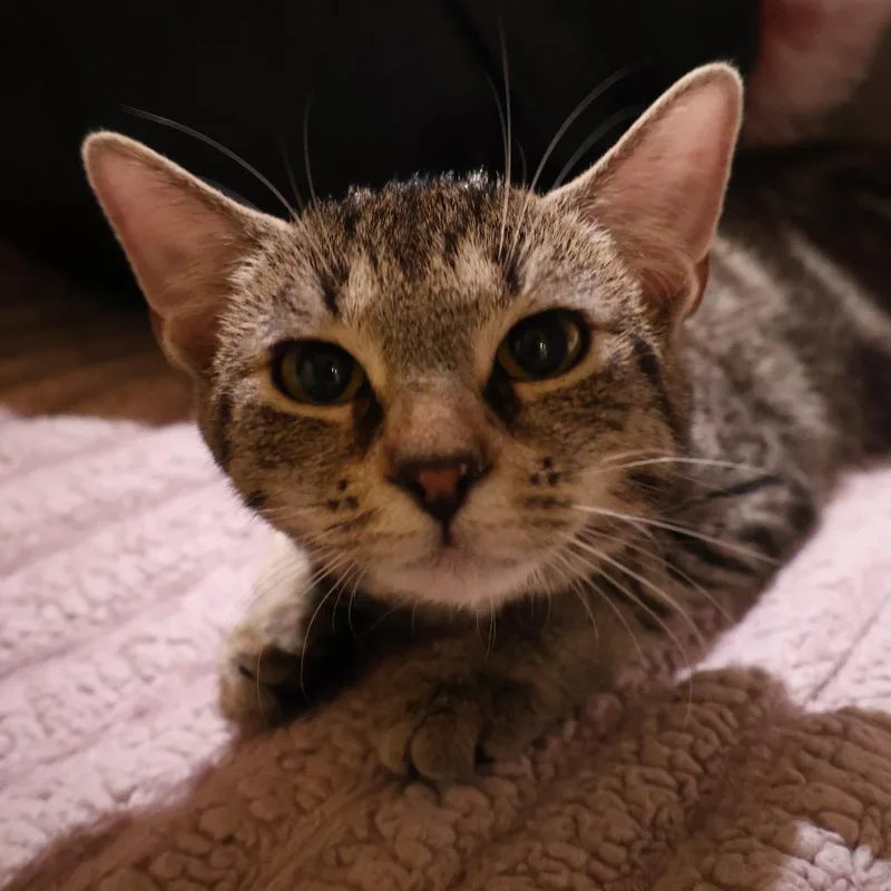 A baby small-sized female Brown / Chocolate Domestic Short Hair cat named Gato for adoption in Saint Charles, MO