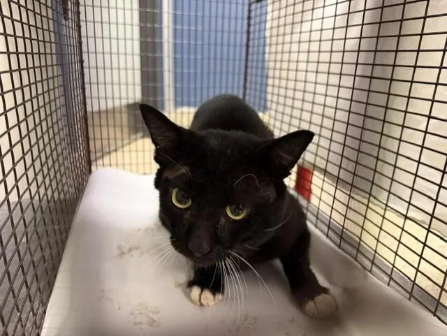 An adult small-sized male Domestic Short Hair cat named Tux for adoption in Miami, FL