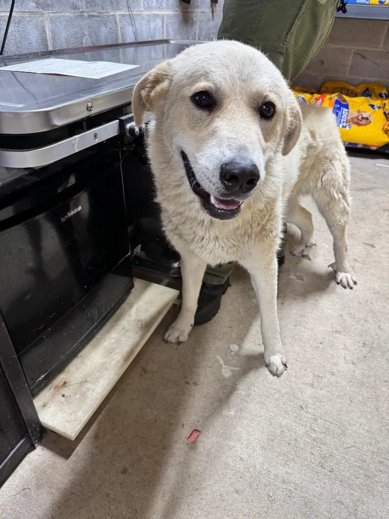 A young medium-sized male Mixed Breed dog named Hobbes for adoption in Shelbyville, TN