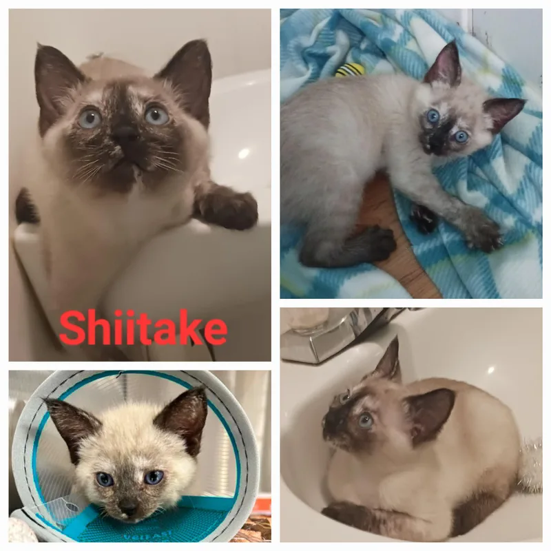 Shiitake
