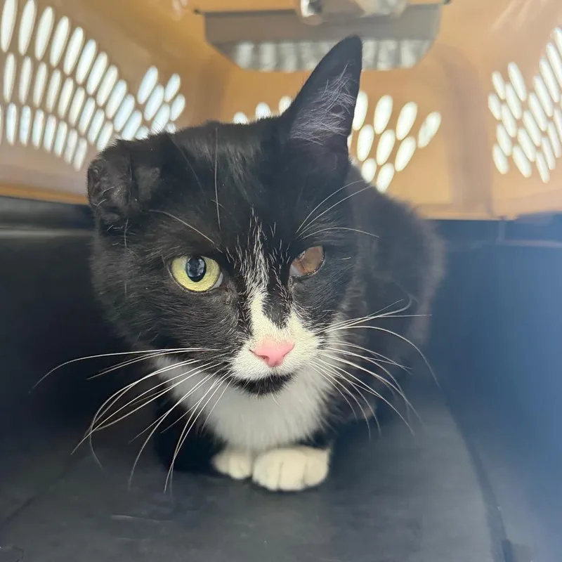 An adult medium-sized female Black Domestic Short Hair cat named Treasure for adoption in Watertown, NY