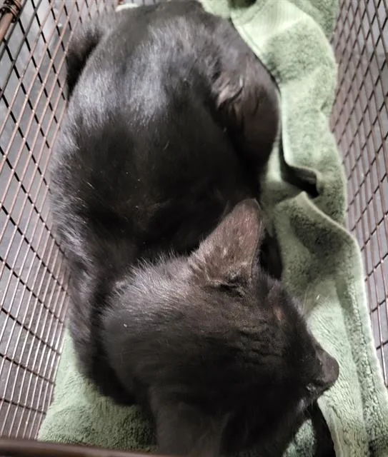 An adult large-sized male Domestic Short Hair cat named Jeff for adoption in San Antonio, TX