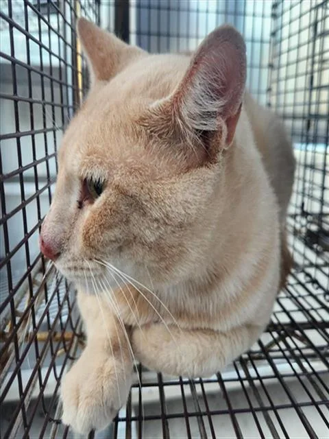 An adult large-sized male Domestic Short Hair cat named Polo for adoption in Fort Lauderdale, FL