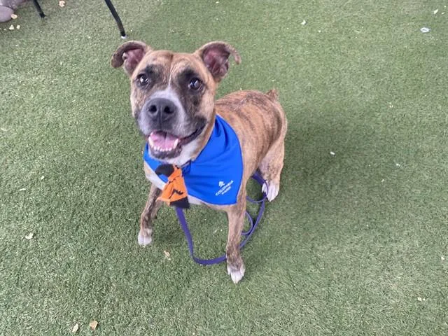 An adult large-sized male Pit Bull Terrier dog named Eddie for adoption in Phoenix, AZ
