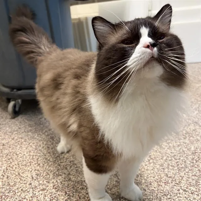 A young small-sized male Ragdoll cat named Misfit for adoption in Centerville, MA
