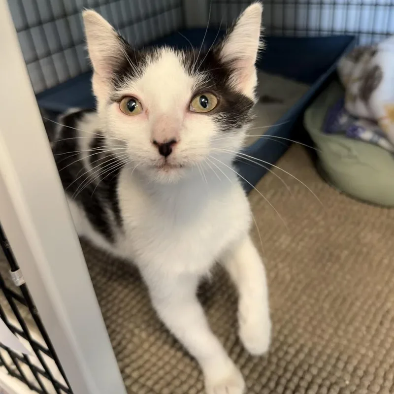 A baby small-sized male Black Domestic Short Hair cat named Merrylegs for adoption in Edwardsville, IL