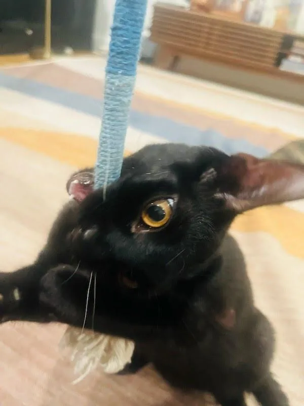 A baby medium-sized male Black Domestic Short Hair cat named Elvis Purressley for adoption in Los Angeles, CA