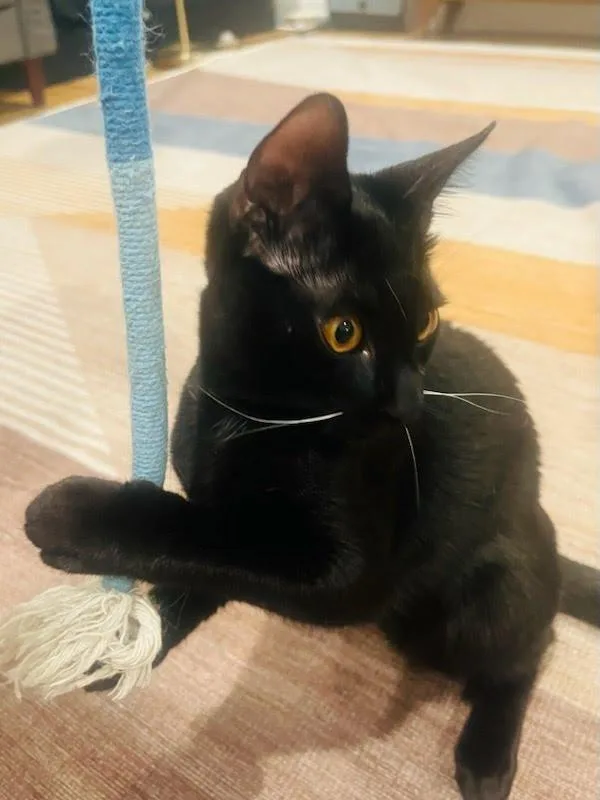 Elvis Purressley thumbnail 2