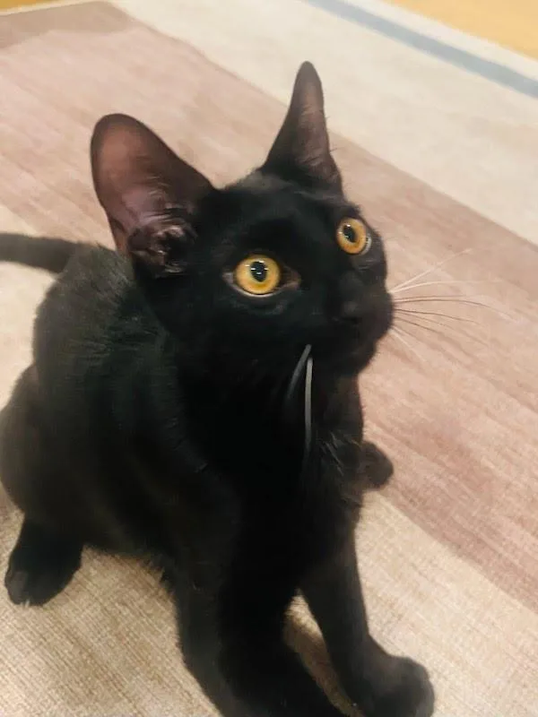 Elvis Purressley thumbnail 3