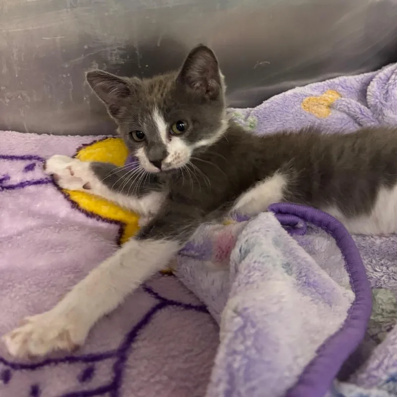 A baby small-sized female Gray / Blue / Silver Domestic Short Hair cat named Rapunzel for adoption in West Palm Beach, FL