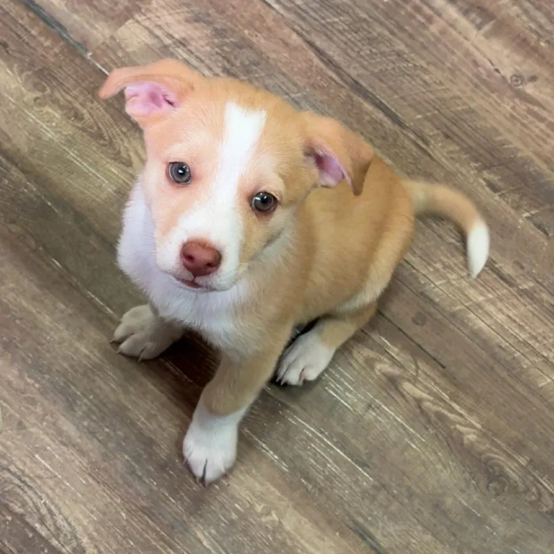 A baby small-sized male Yellow / Tan / Blond / Fawn Mixed Breed dog named Rascal for adoption in Evensville, TN