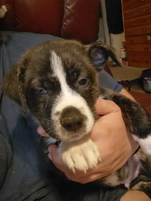 A baby small-sized male German Shepherd Dog dog named Scout for adoption in Tucson, AZ