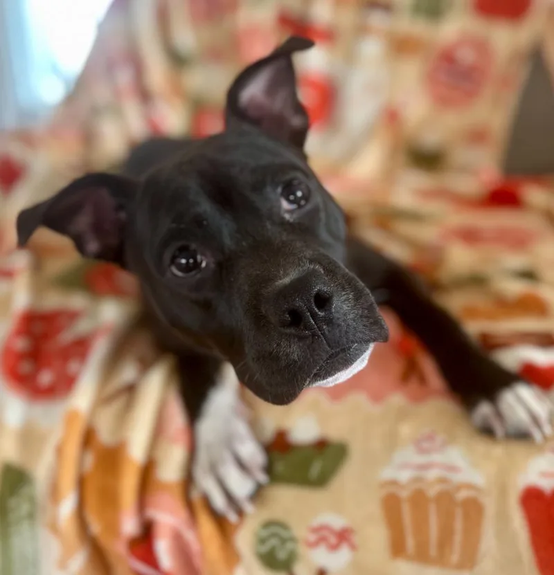 A young medium-sized male Boxer dog named Panda for adoption in Hudson, NY