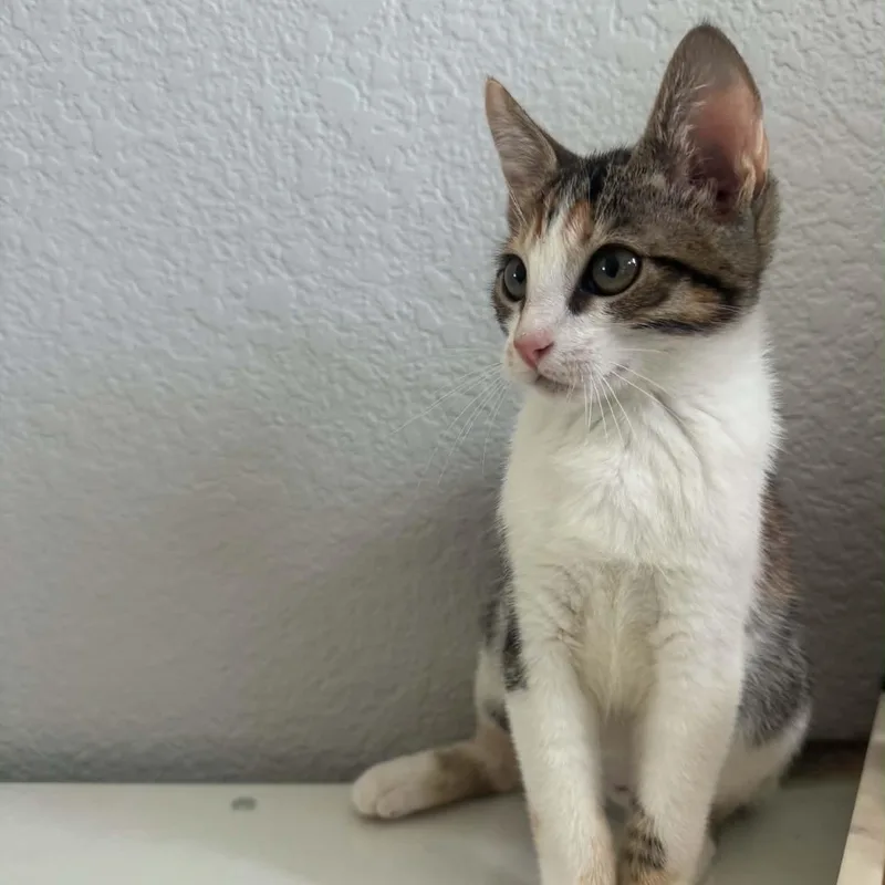 A baby small-sized female Torbie cat named Nutmeg for adoption in Antioch, CA