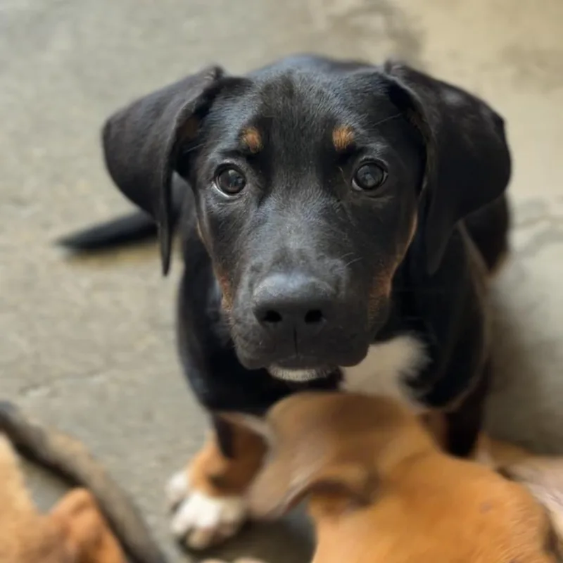 A baby small-sized male Black German Shepherd Dog dog named Rascal A for adoption in Middletown, NY