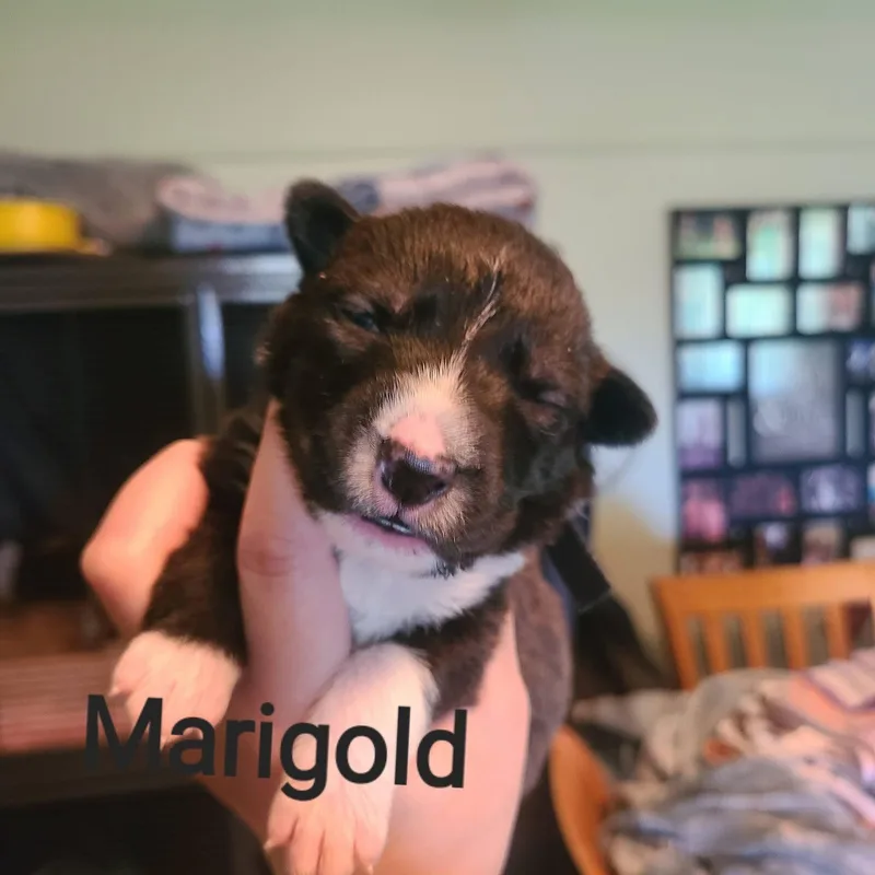 A baby medium-sized female Pit Bull Terrier dog named Marigold for adoption in Pleasant Ridge, MI