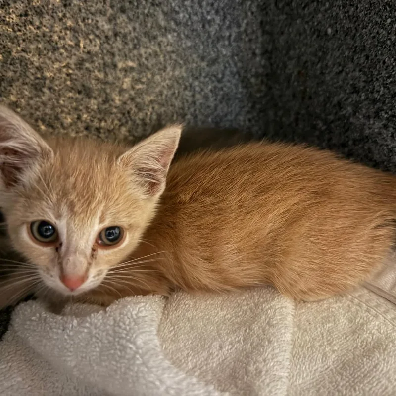 A baby small-sized female Orange / Red Domestic Short Hair cat named Lulu for adoption in Pasadena, CA