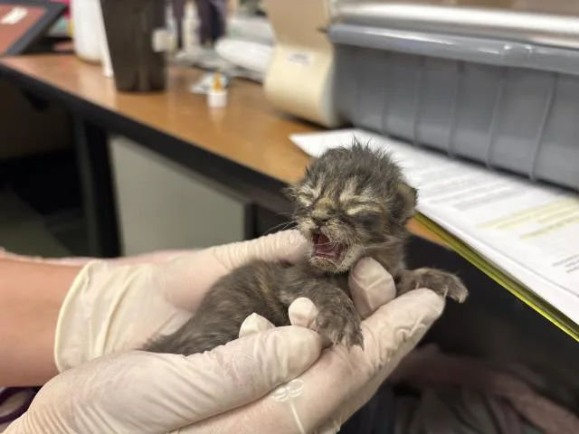 A baby small-sized female Domestic Short Hair cat named Lillian for adoption in Thousand Palms, CA