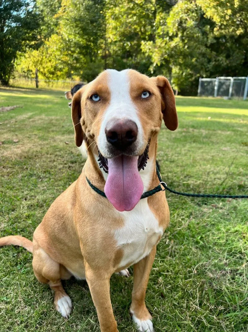 An adult large-sized male Yellow / Tan / Blond / Fawn American Foxhound dog named Bam for adoption in Jackson, TN
