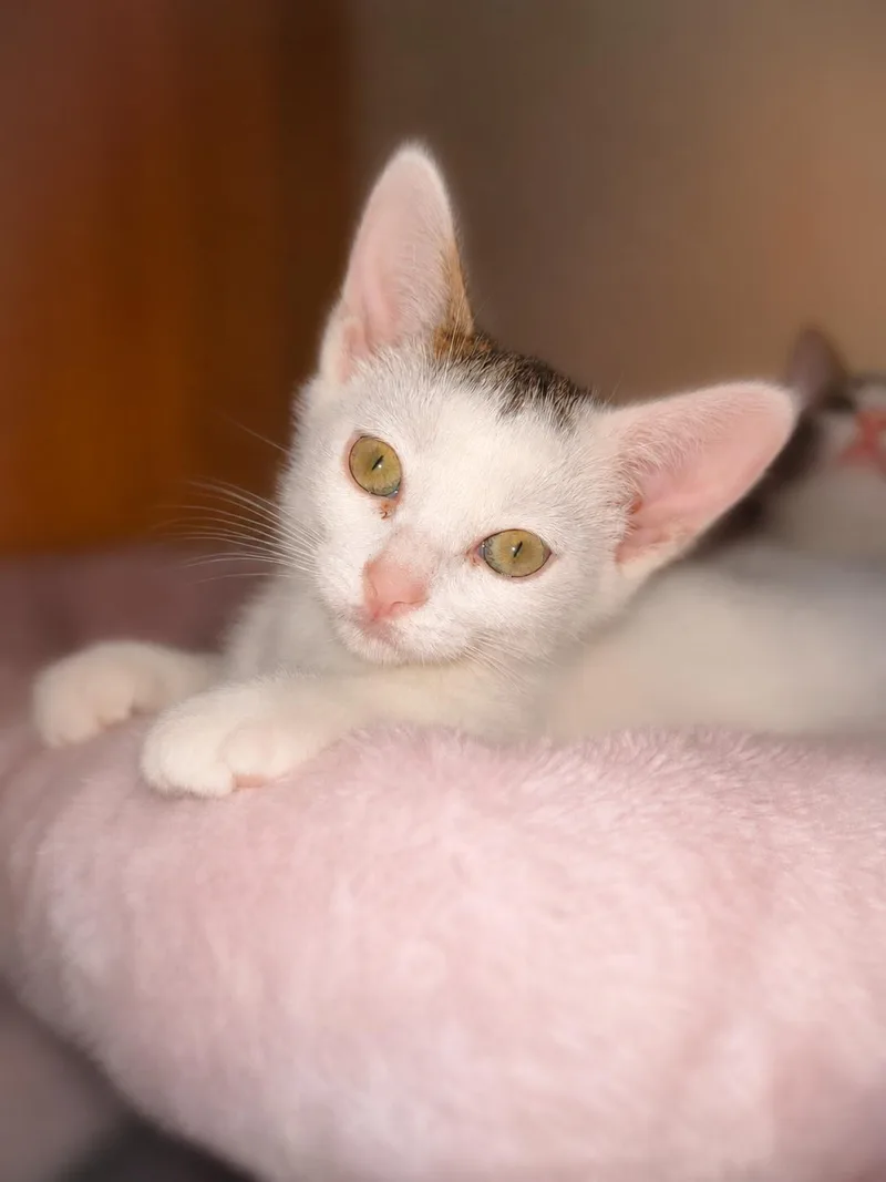 A baby medium-sized female Tabby (Brown / Chocolate) Tabby cat named Little Dottie for adoption in Fresno, CA