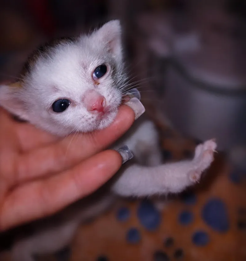 Little Dottie thumbnail 2