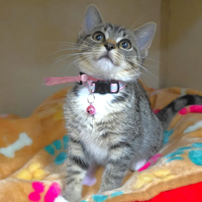 A baby small-sized female Brown / Chocolate Domestic Short Hair cat named Darla for adoption in Michigan City, IN
