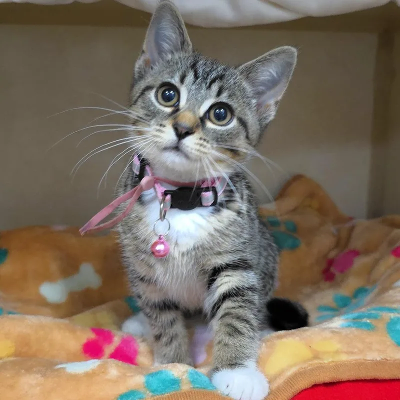 Darla thumbnail 3