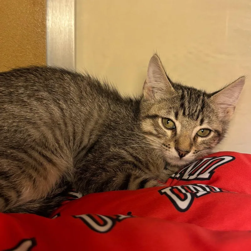 A baby small-sized male Domestic Short Hair cat named Cookie for adoption in Las Vegas, NV