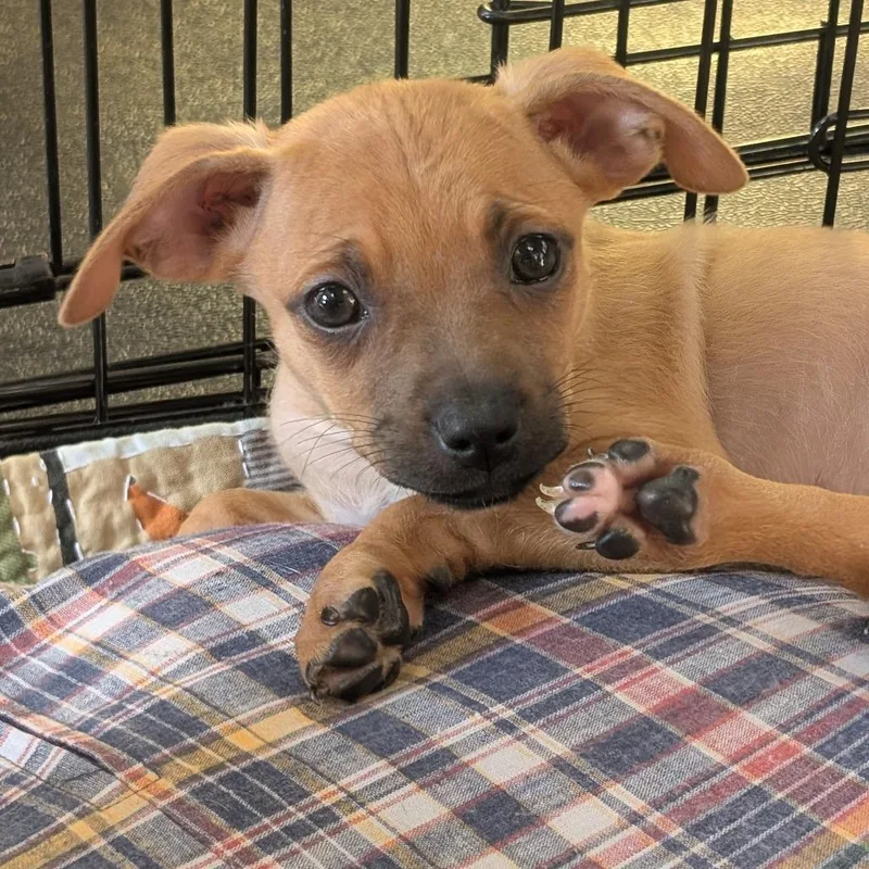 A baby small-sized female Yellow / Tan / Blond / Fawn Terrier dog named Splash for adoption in Minneapolis, MN