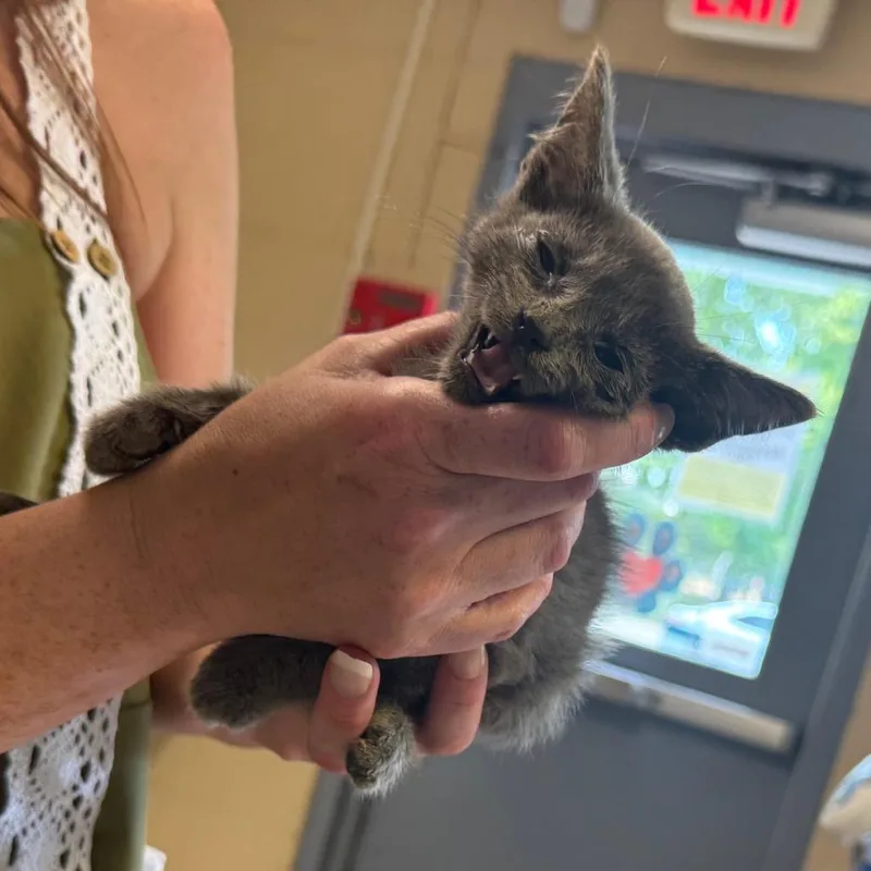 A baby small-sized male Domestic Short Hair cat named Stray N. Foodlion for adoption in Roxboro, NC