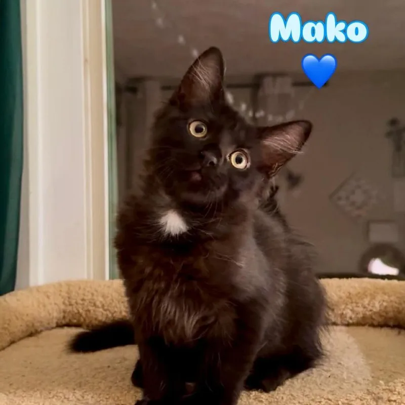 A baby small-sized male Domestic Medium Hair cat named Mako for adoption in Cumming, GA