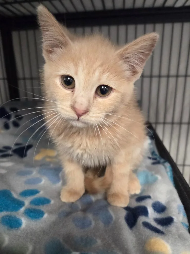 A baby medium-sized female Domestic Short Hair cat named Esther for adoption in Johnson City, TN