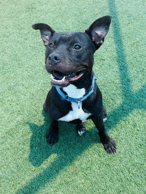 A young medium-sized male Mixed Breed dog named Sammich for adoption in Dallas, TX
