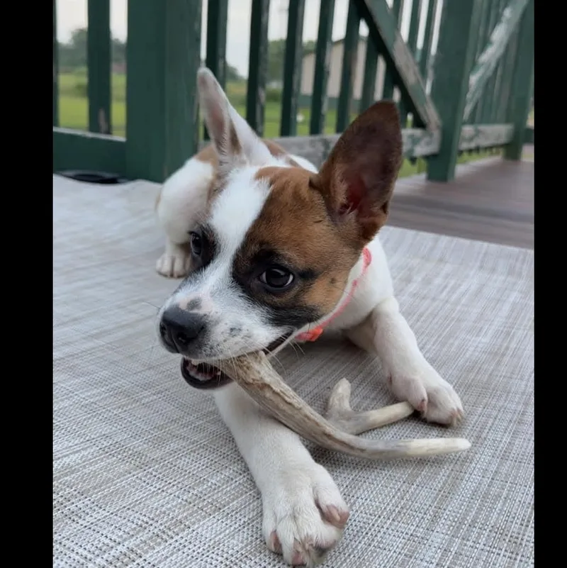 Tilly
