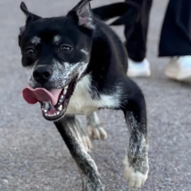 A young medium-sized male Black Husky dog named Orca for adoption in Tacoma, WA