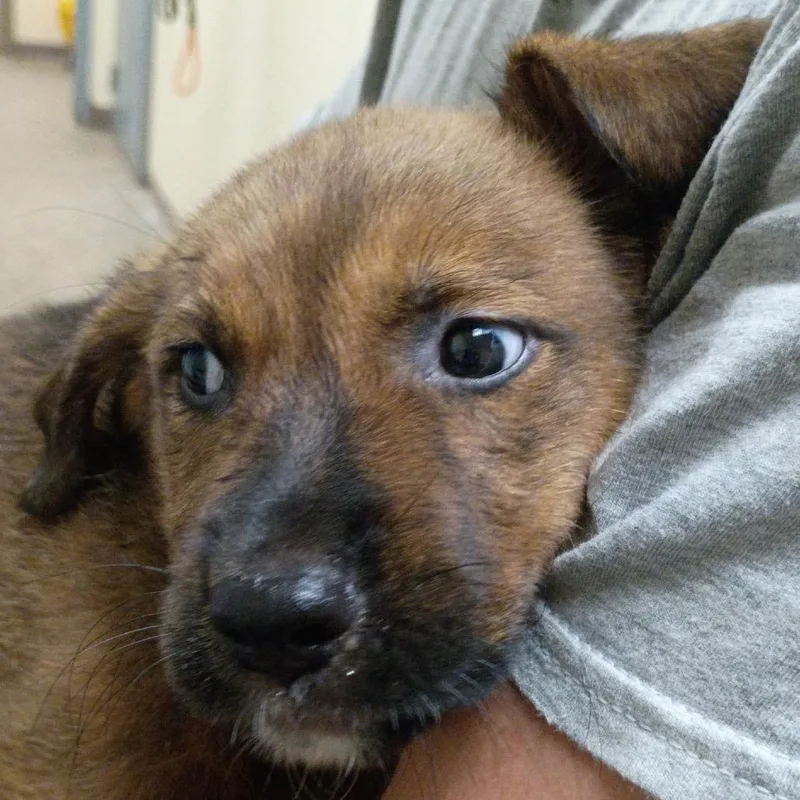 A baby small-sized male White / Cream Collie dog named Luigi for adoption in Palestine, TX