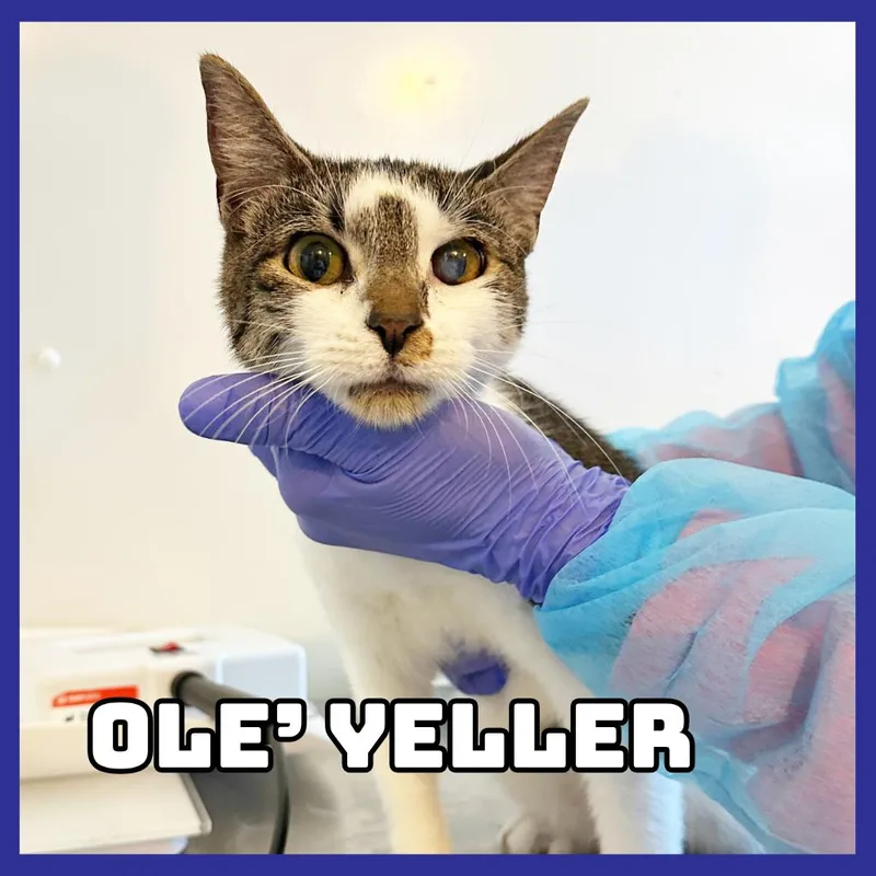 A young medium-sized male White Domestic Short Hair cat named Ole' Yeller for adoption in Glenwood, MN