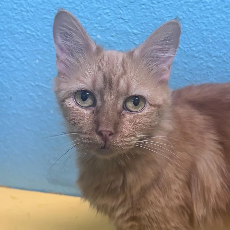 An adult medium-sized female Orange / Red Domestic Medium Hair cat named Jessie for adoption in Springfield, MO
