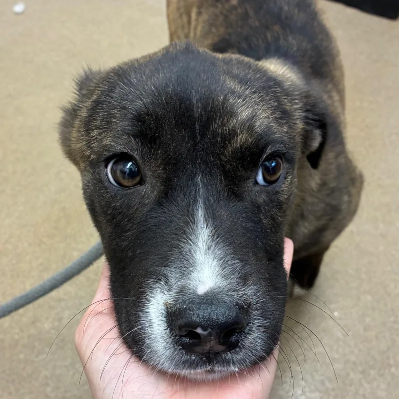 A baby small-sized male Brindle Terrier dog named Phoenix for adoption in Corpus Christi, TX