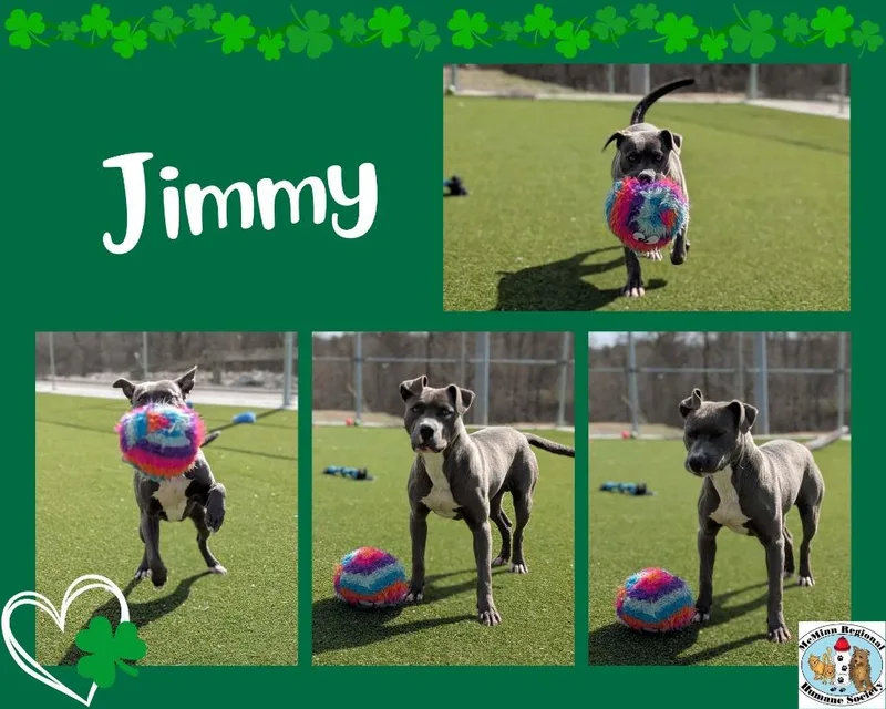 Jimmy thumbnail 2