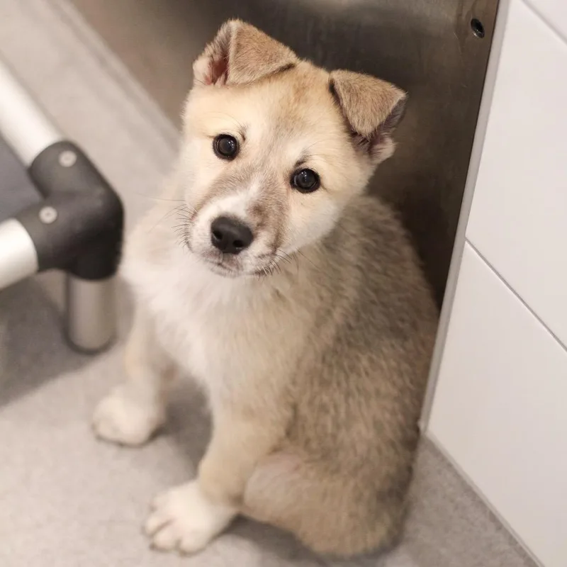 A baby medium-sized male Great Pyrenees dog named Indigo for adoption in Cumming, GA