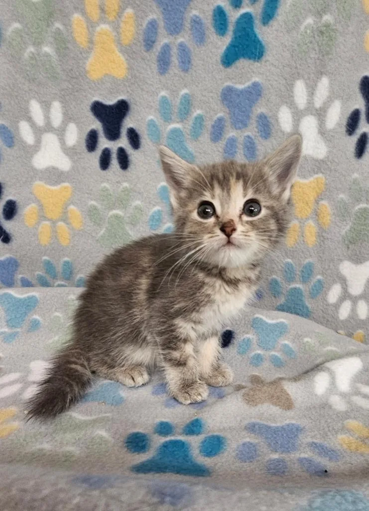 A baby small-sized female Domestic Short Hair cat named Bella for adoption in Wabash, IN
