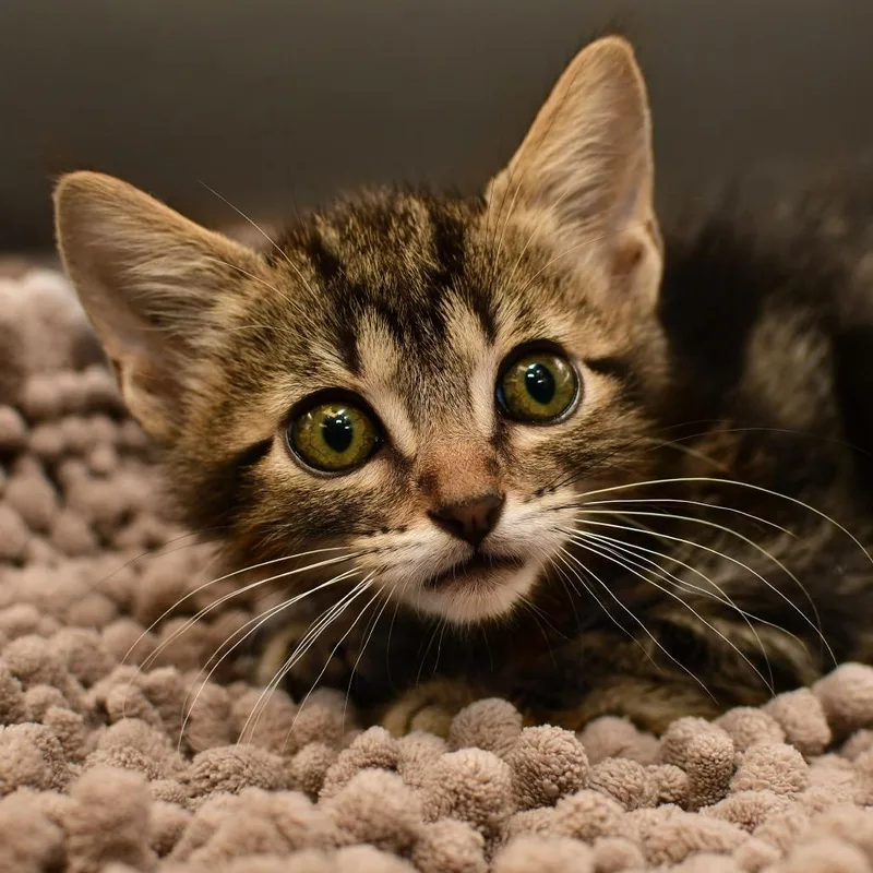 A baby small-sized male Brown / Chocolate Domestic Short Hair cat named Uncle Sam for adoption in Ottawa, KS