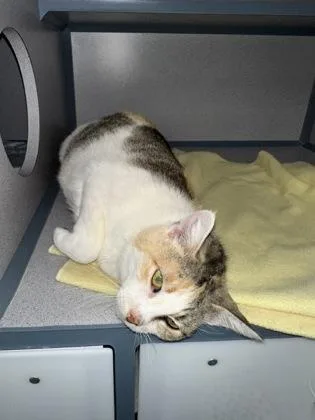 An adult small-sized female Domestic Short Hair cat named Hazel for adoption in McCook, NE