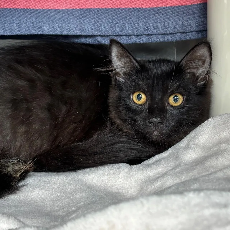 A baby small-sized female Black Domestic Medium Hair cat named Lunar for adoption in Springfield, MA